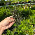 Tillandsia Stricta Midnight