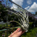Tillandsia Ehlersiana X Bulbosa