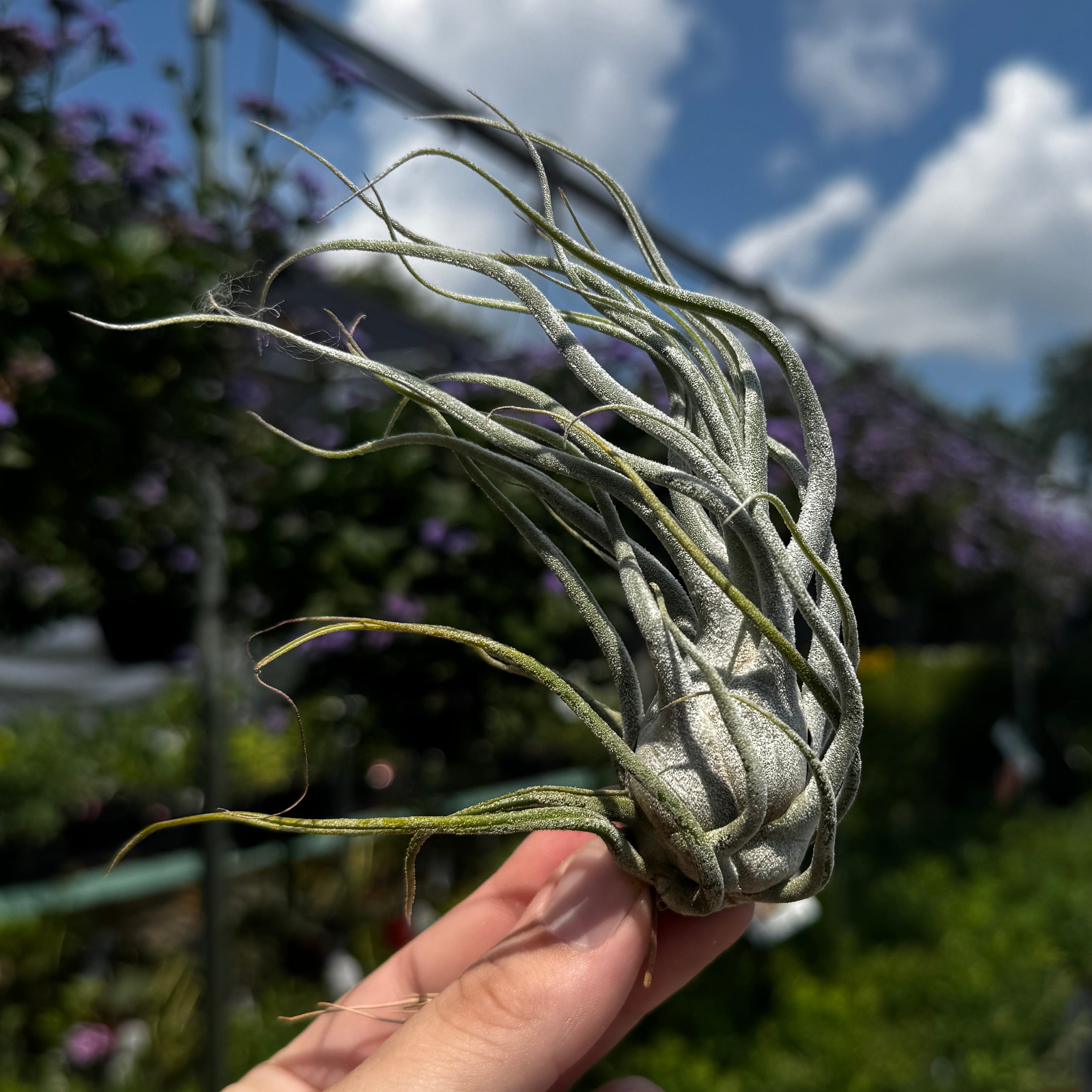 Tillandsia Ehlersiana X Bulbosa