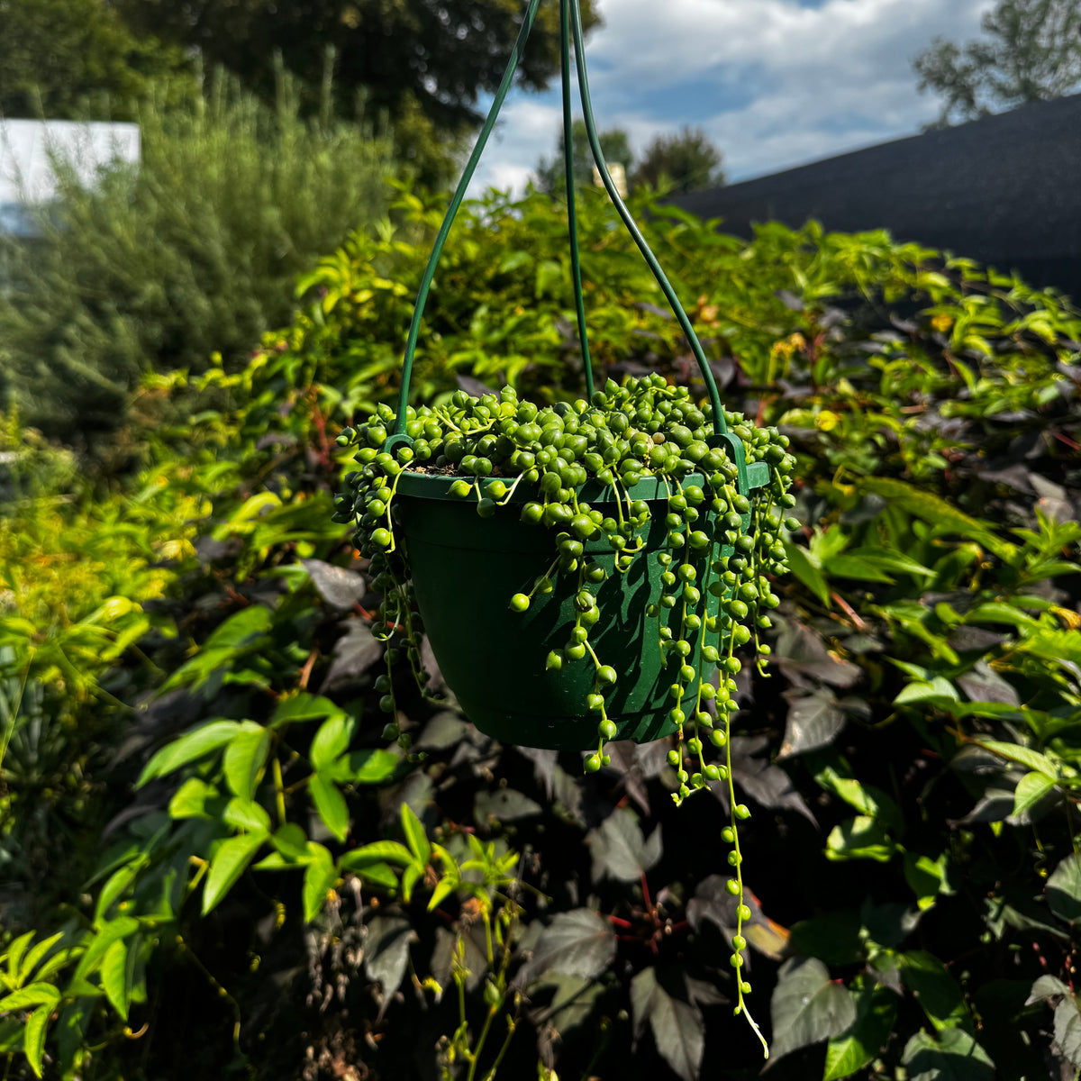 String of pearls Hanging Basket | Senecio rowleyanus