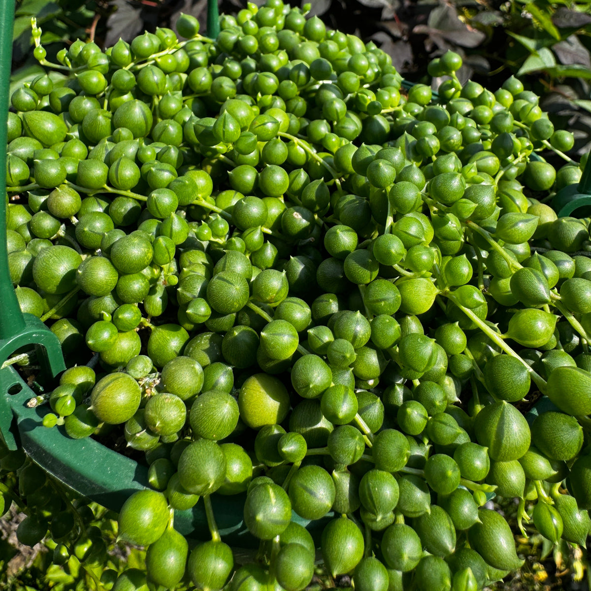 String of pearls Hanging Basket | Senecio rowleyanus