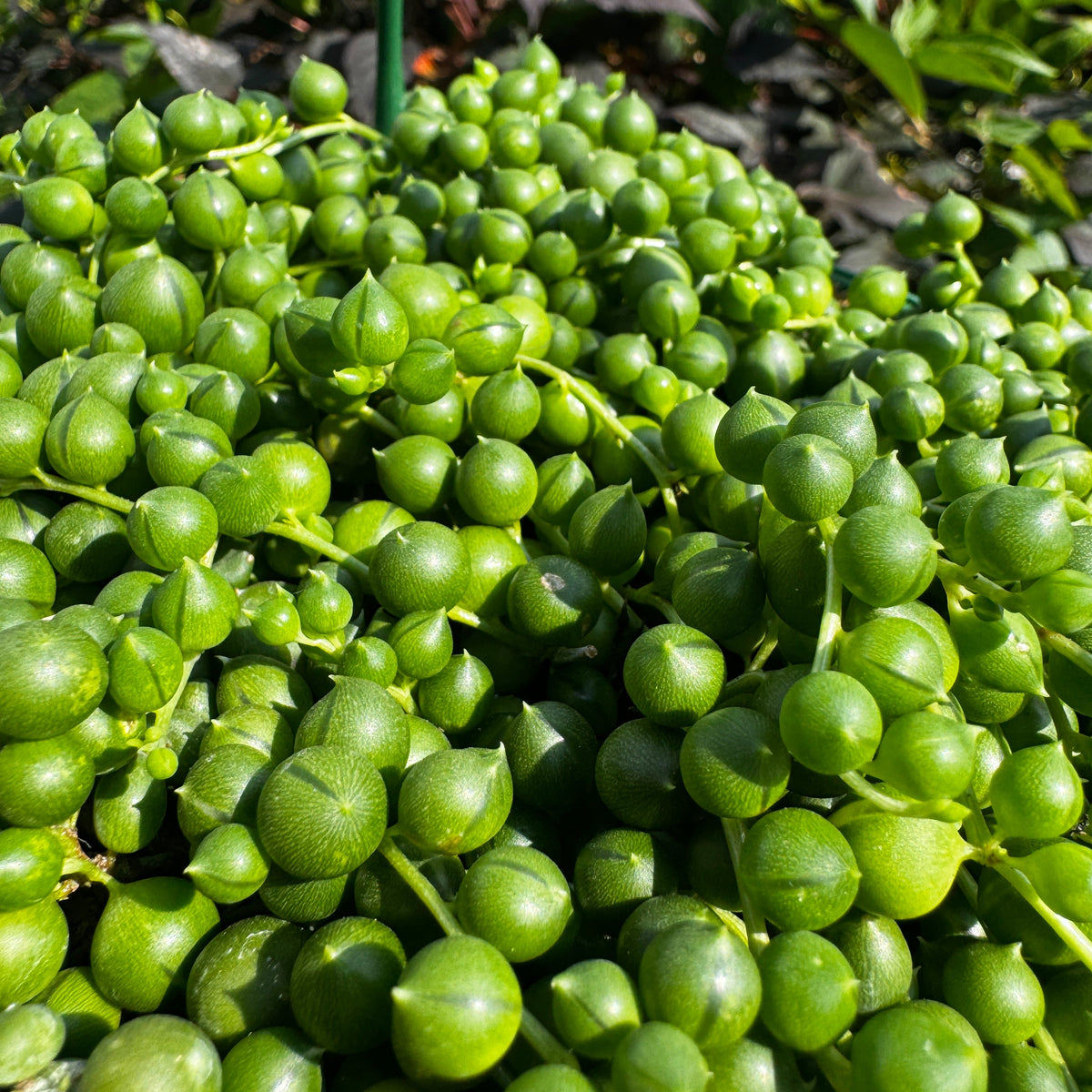 String of pearls Hanging Basket | Senecio rowleyanus