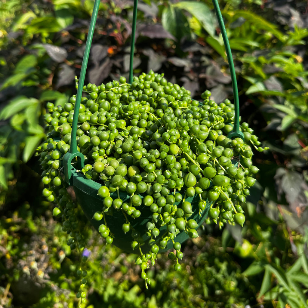 String of pearls Hanging Basket | Senecio rowleyanus