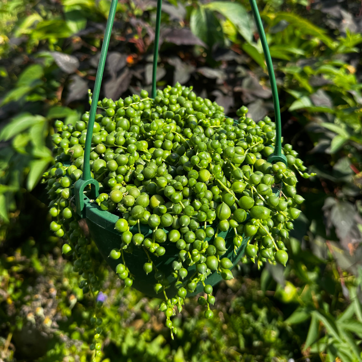 String of pearls Hanging Basket | Senecio rowleyanus