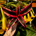 Earth Star | Cryptanthus 'Red Baron'