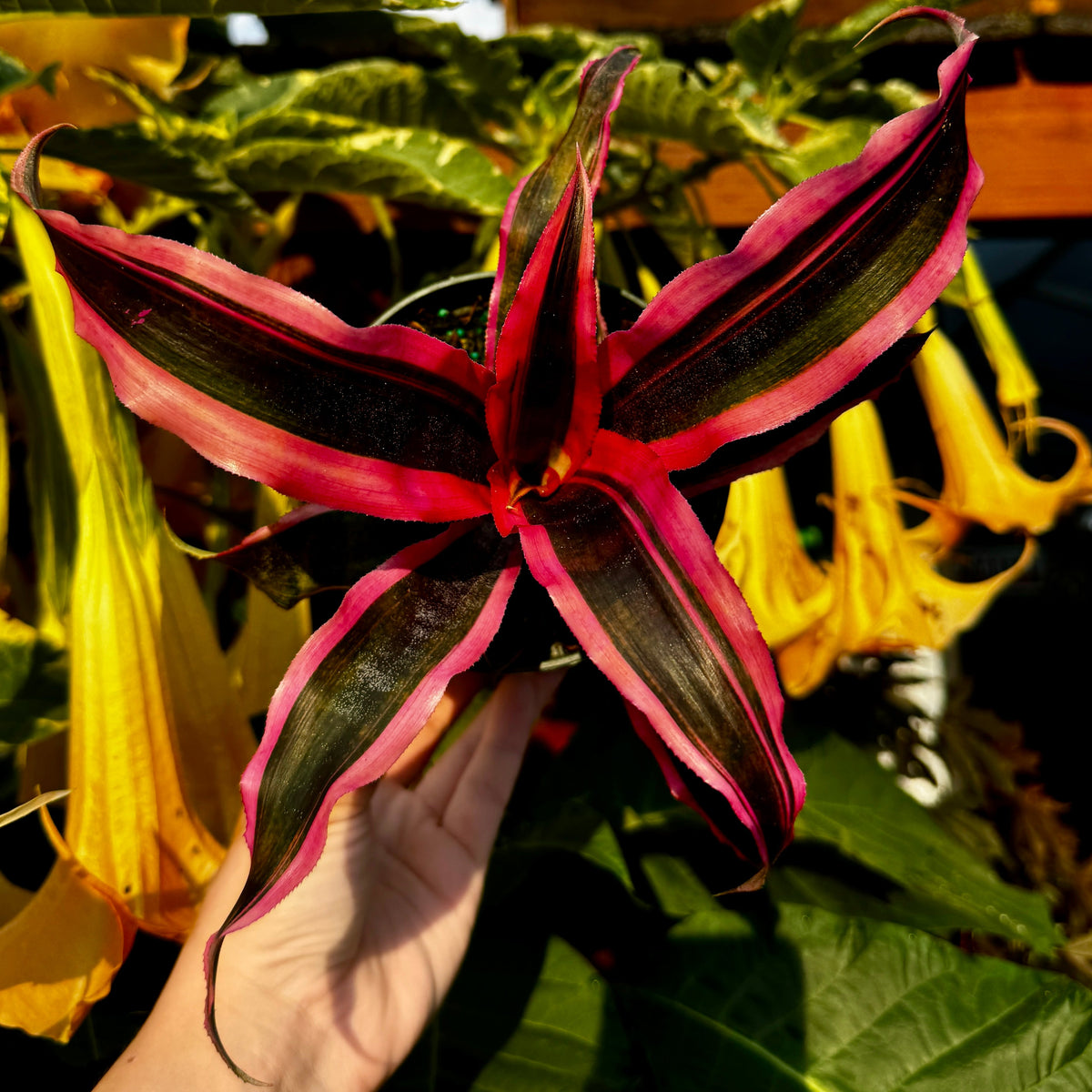 Earth Star | Cryptanthus 'Red Baron'
