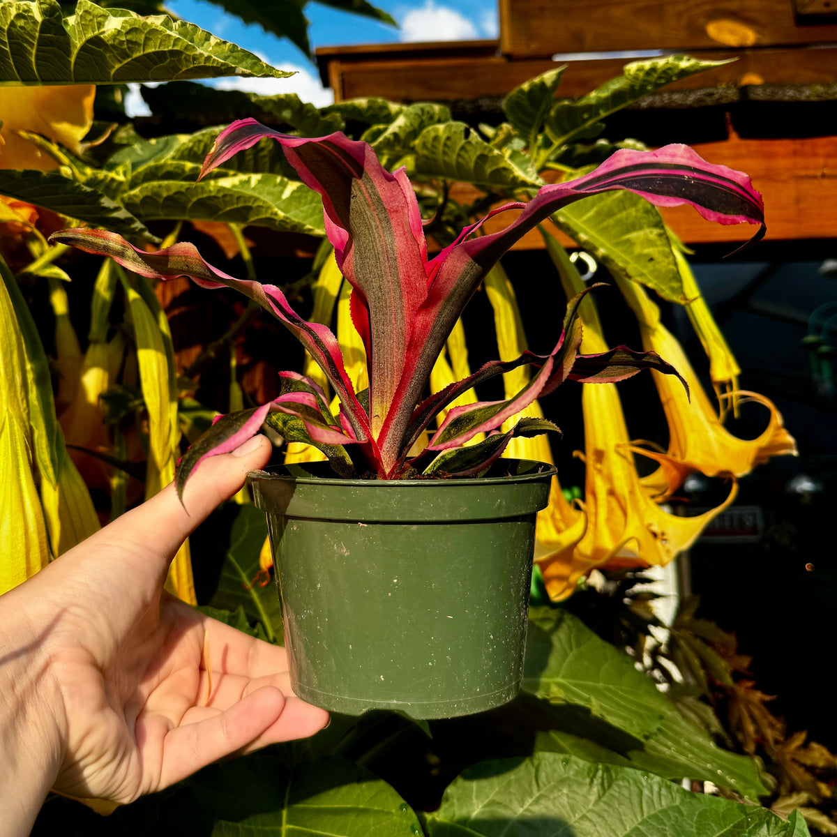 Earth Star | Cryptanthus 'Red Baron'