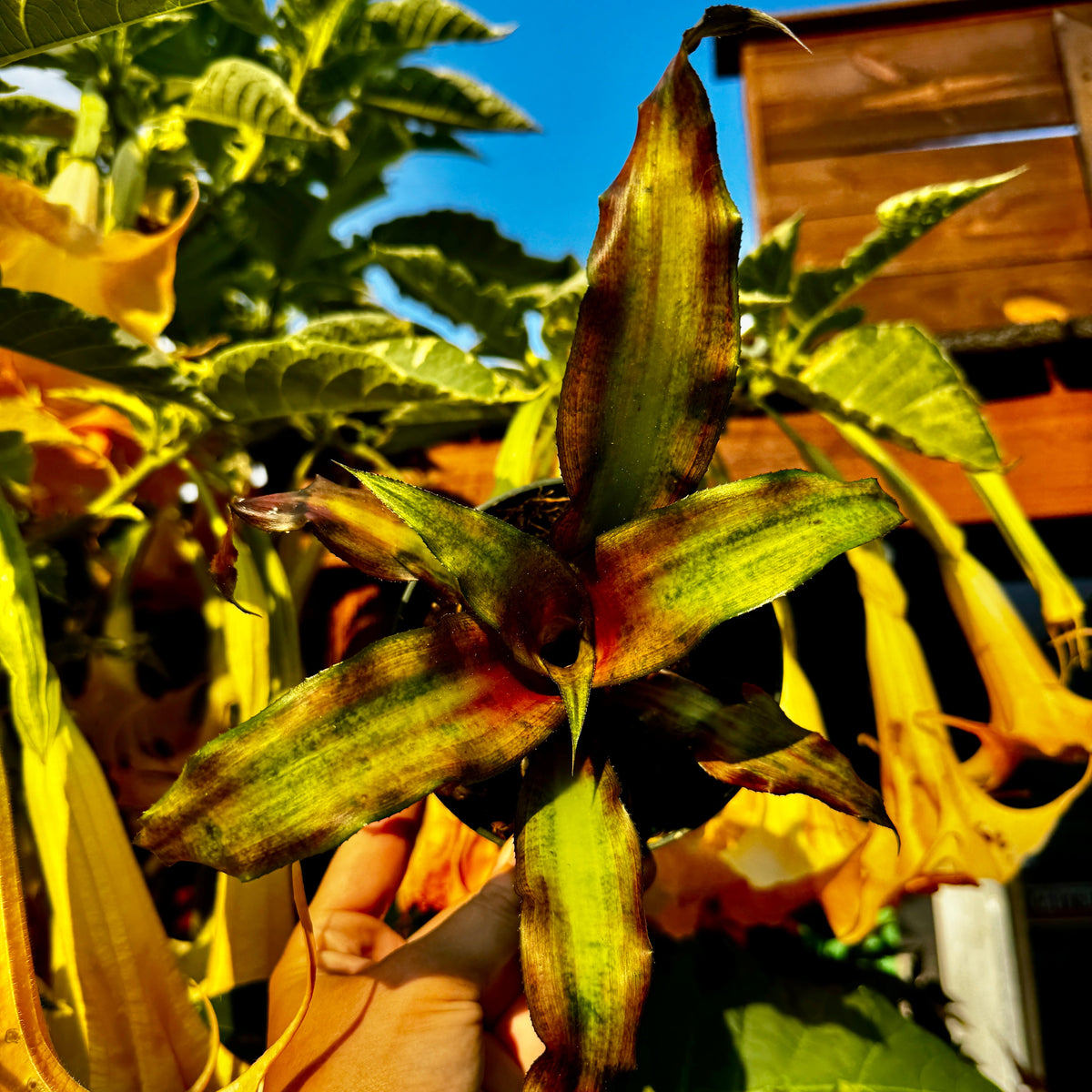 Earth Star | Cryptanthus 'Strawberry Flame'