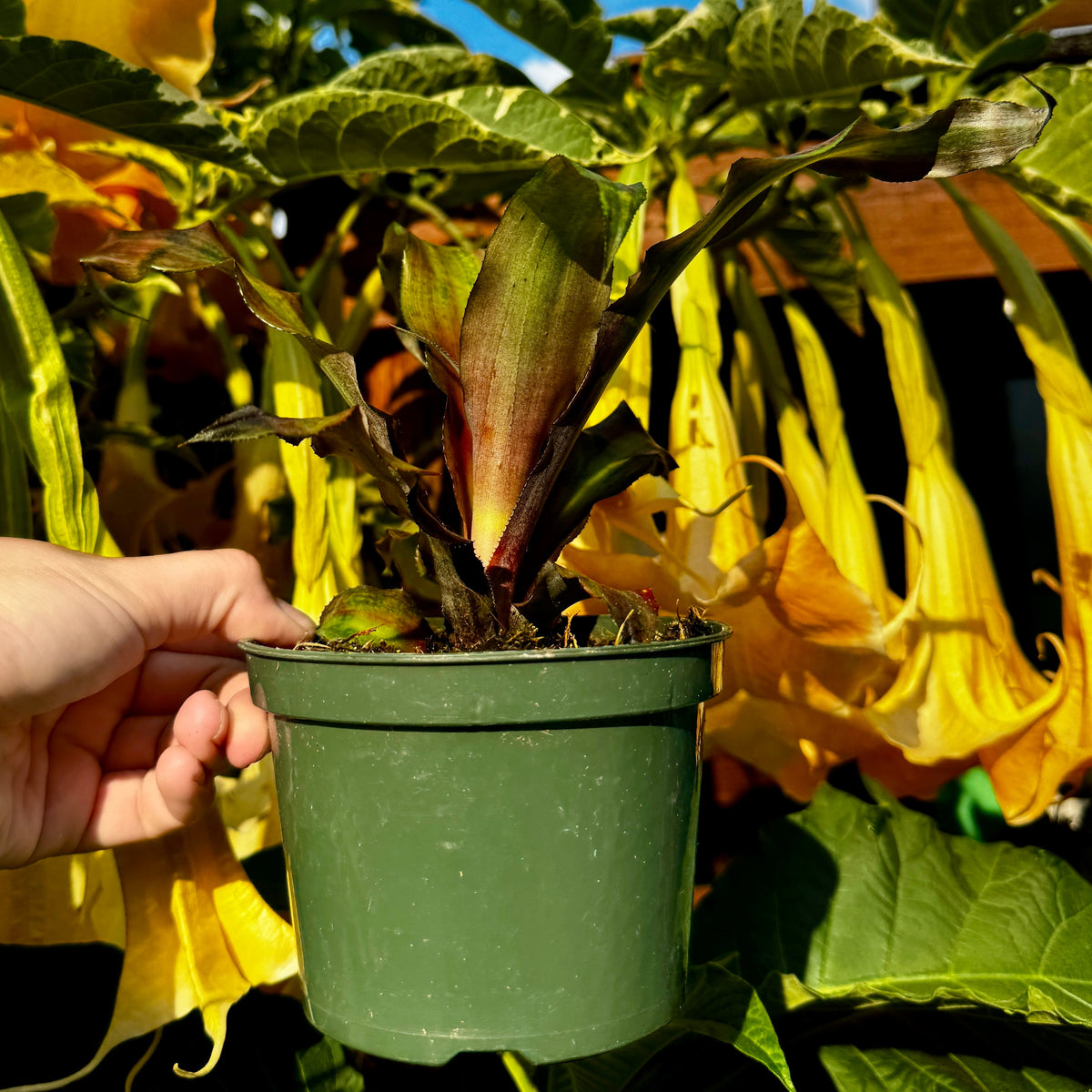Earth Star | Cryptanthus 'Strawberry Flame'