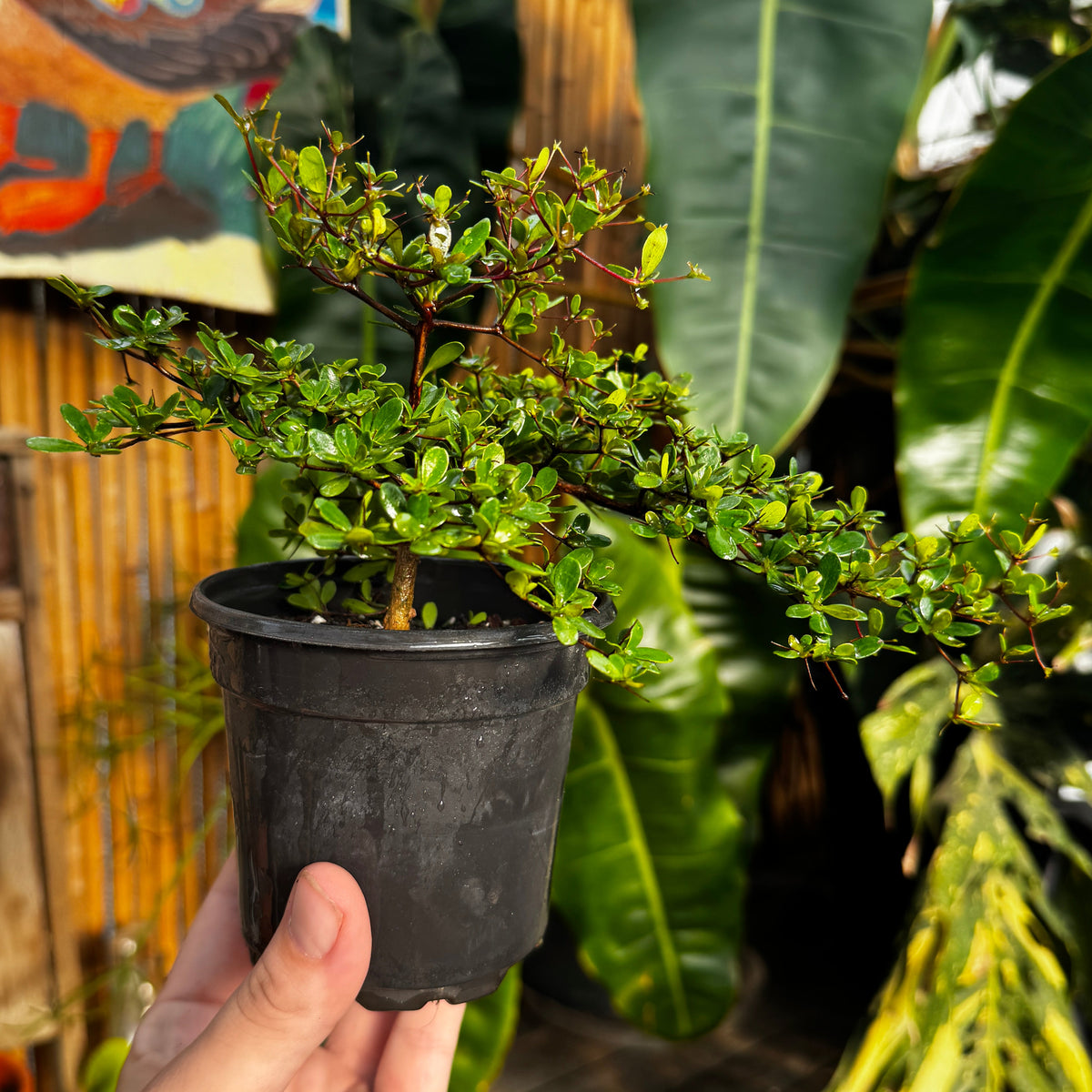 Spiny Black Olive | Bucida Spinosa