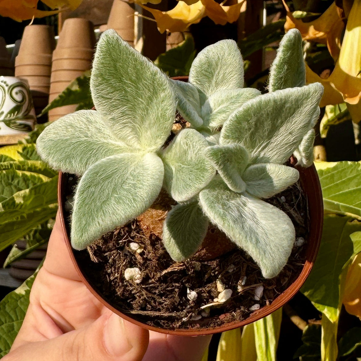 Brazilian Edelweiss | Queen of the Abyss | Sinningia leucotricha