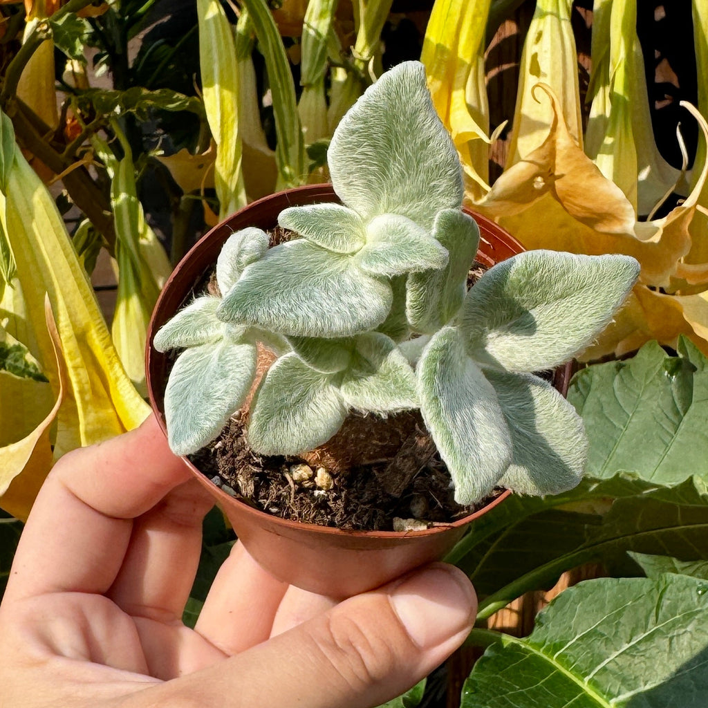 Brazilian Edelweiss | Queen of the Abyss | Sinningia leucotricha