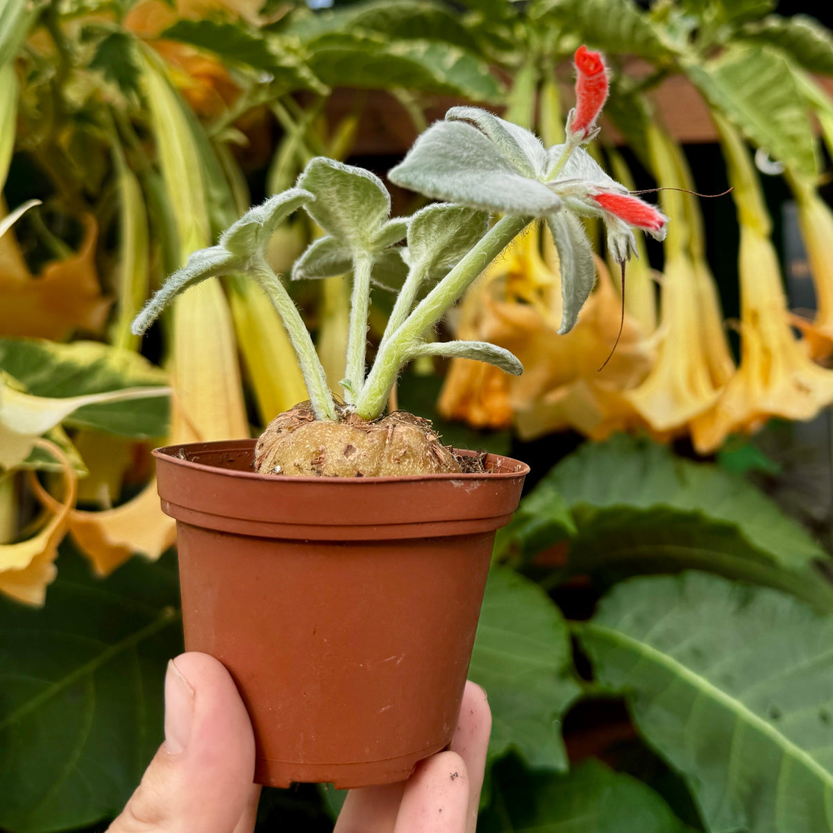 Brazilian Edelweiss | Queen of the Abyss | Sinningia leucotricha