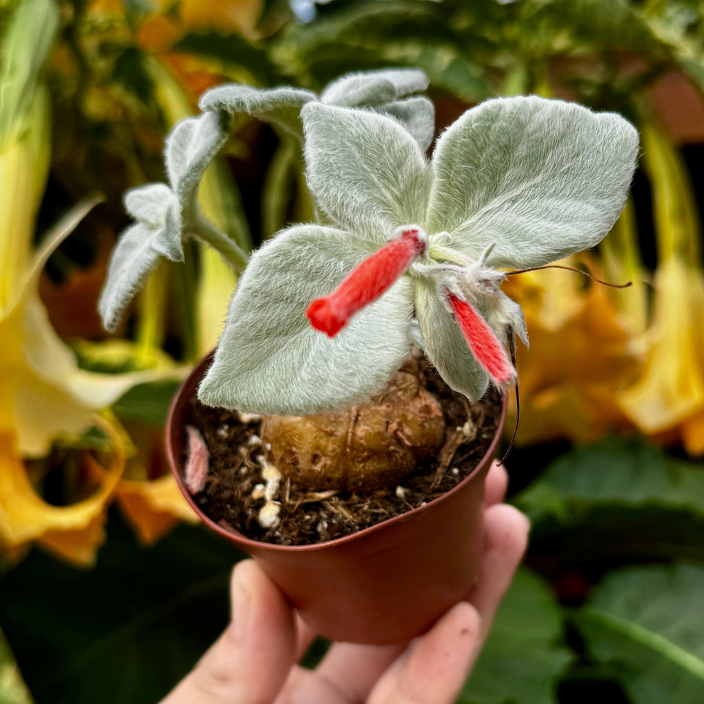 Brazilian Edelweiss | Queen of the Abyss | Sinningia leucotricha