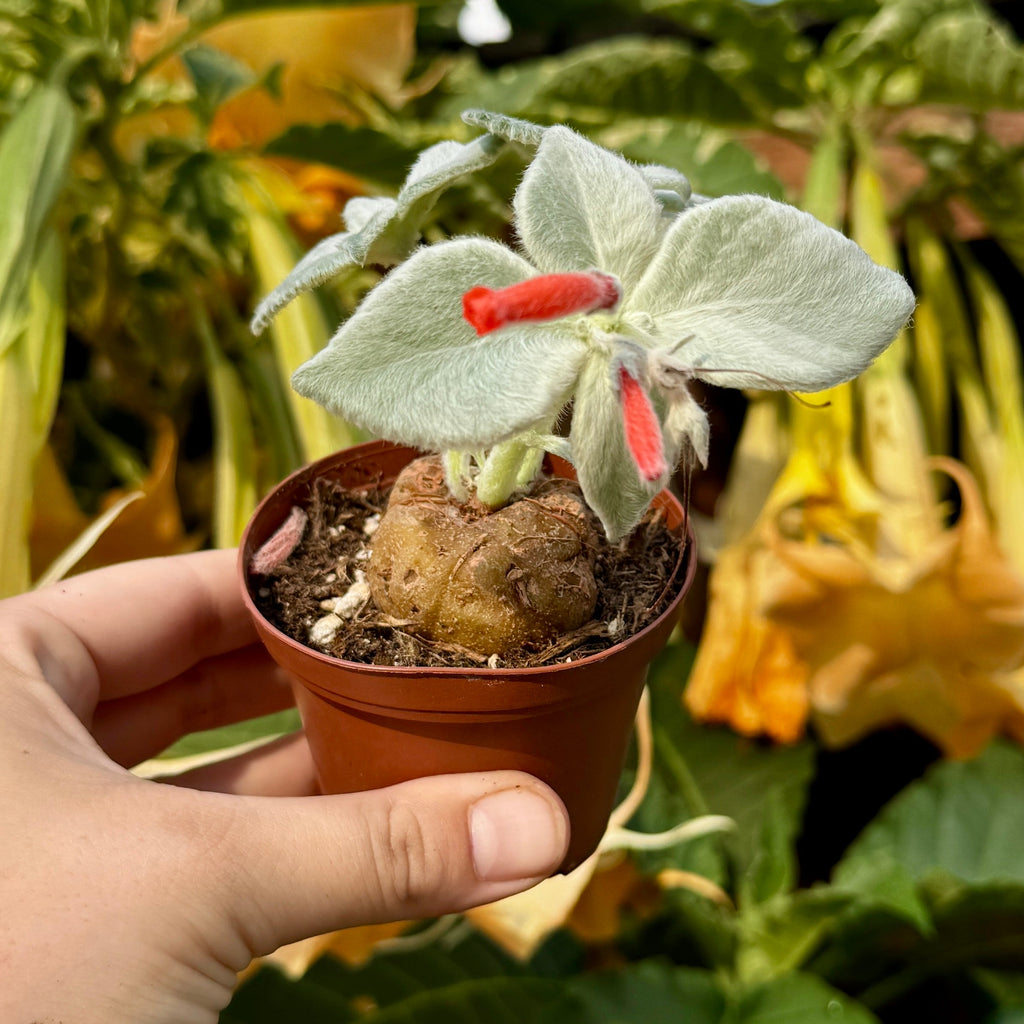 Brazilian Edelweiss | Queen of the Abyss | Sinningia leucotricha