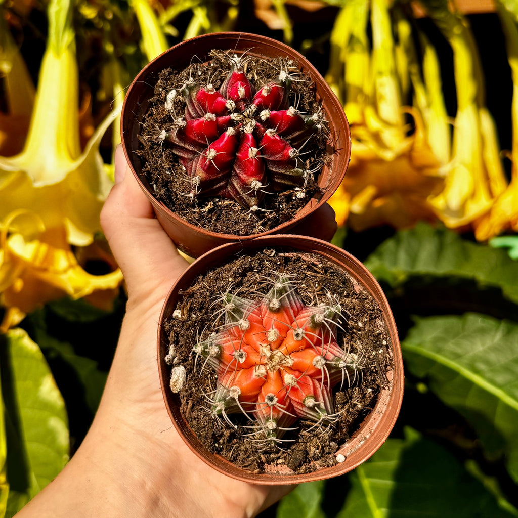 Duo of Color Ball Cactus | gymnocalycium mihanovichii variegata