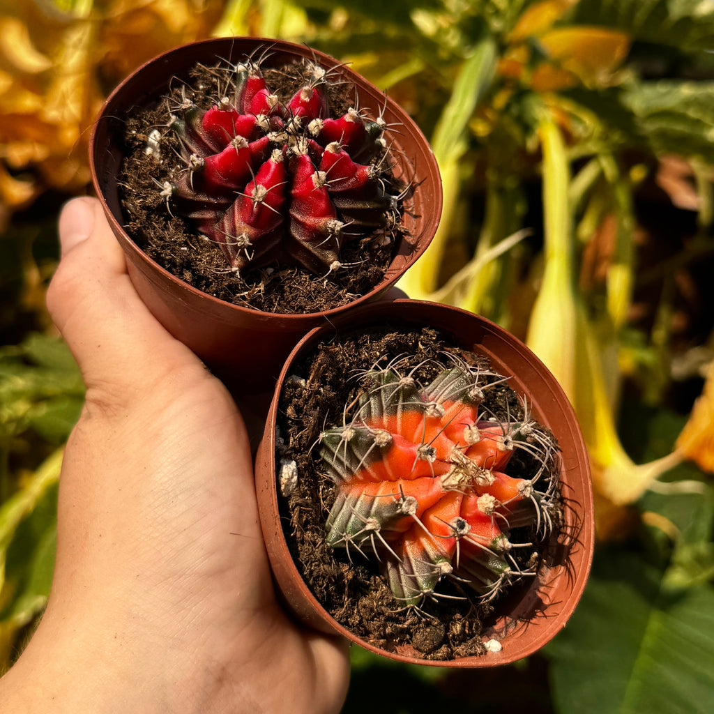 Duo of Color Ball Cactus | gymnocalycium mihanovichii variegata