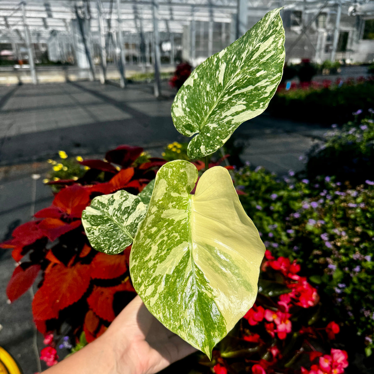 Monstera Deliciosa 'Crème brûlée'