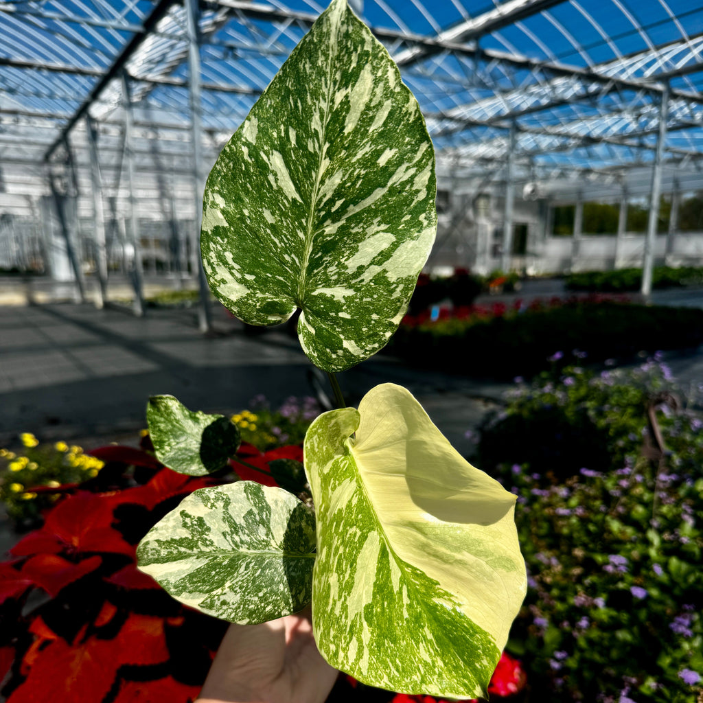 Monstera Deliciosa 'Crème brûlée'