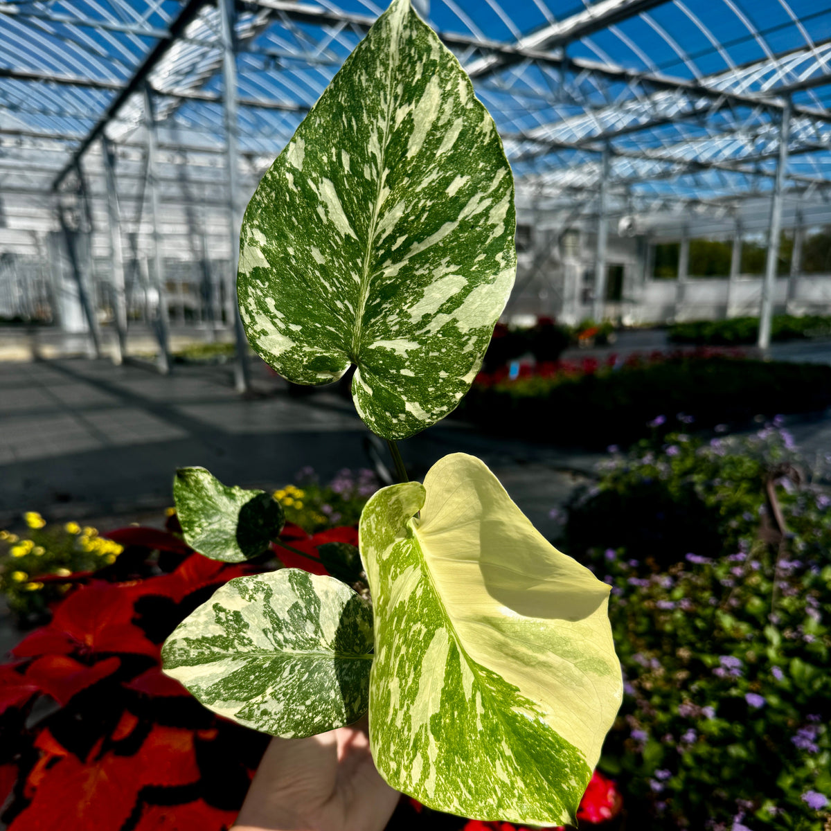 Monstera Deliciosa 'Crème brûlée'