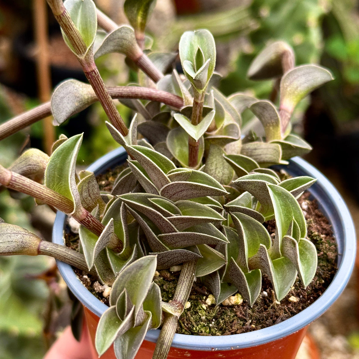 Boat Leaf Callisia | Callisia 'Navicularis'