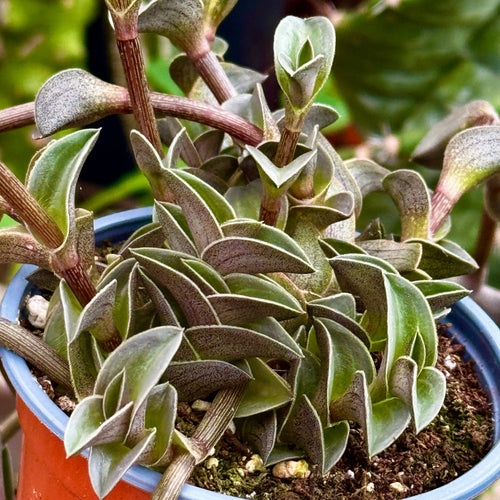 Callisia Collection Trio