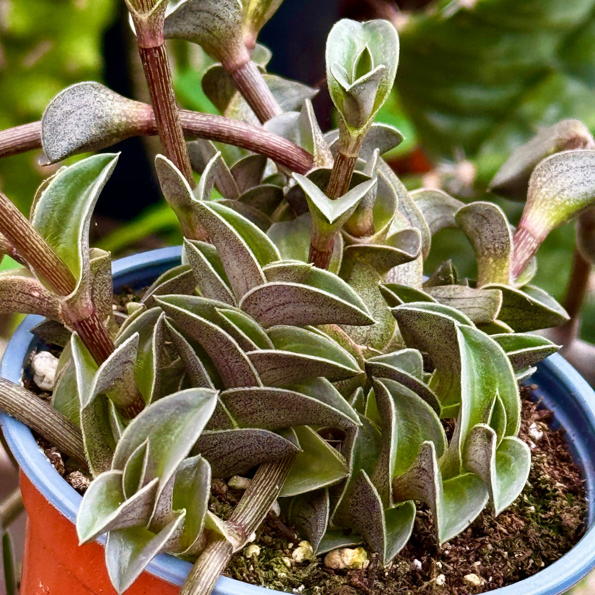 Boat Leaf Callisia | Callisia 'Navicularis'