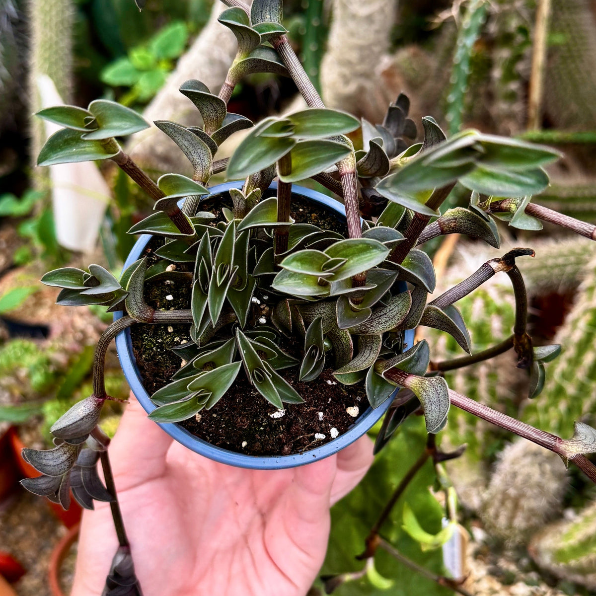 Boat Leaf Callisia | Callisia 'Navicularis'