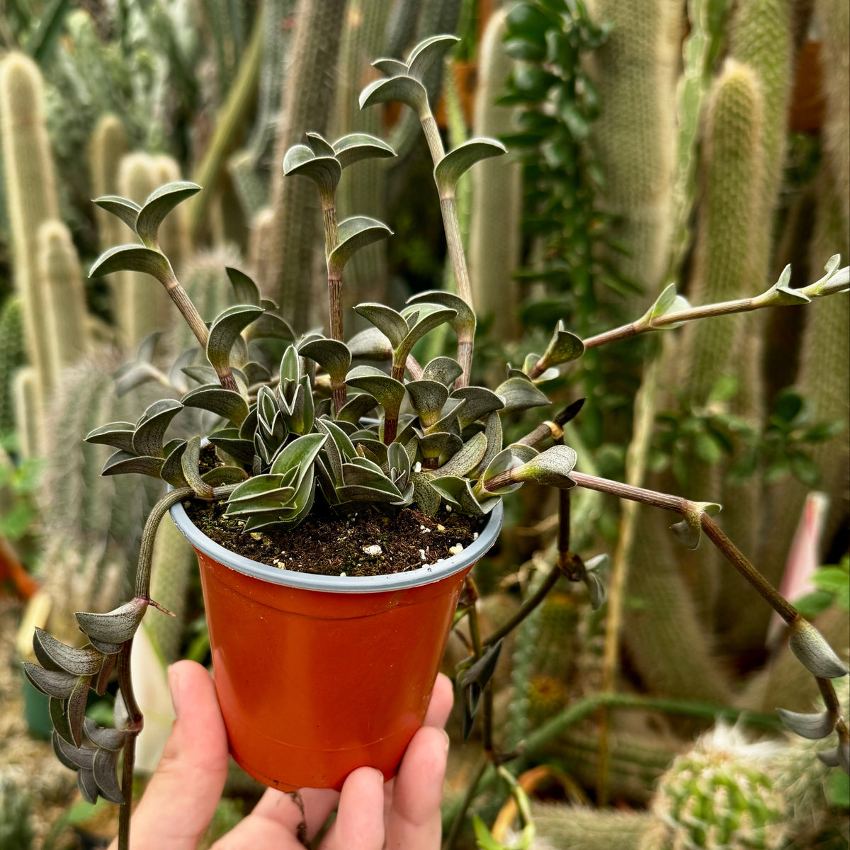 Boat Leaf Callisia | Callisia 'Navicularis'