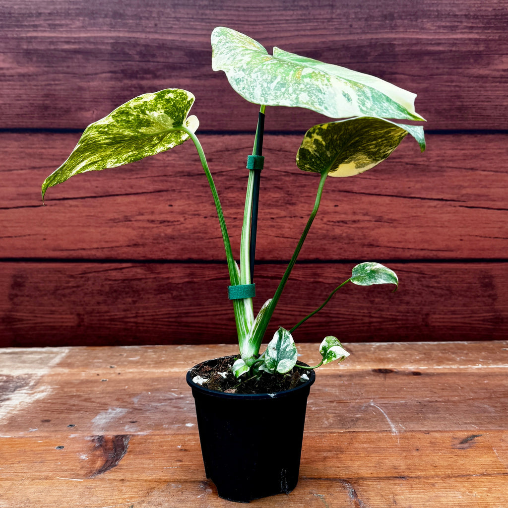 Monstera Deliciosa 'Legacy'
