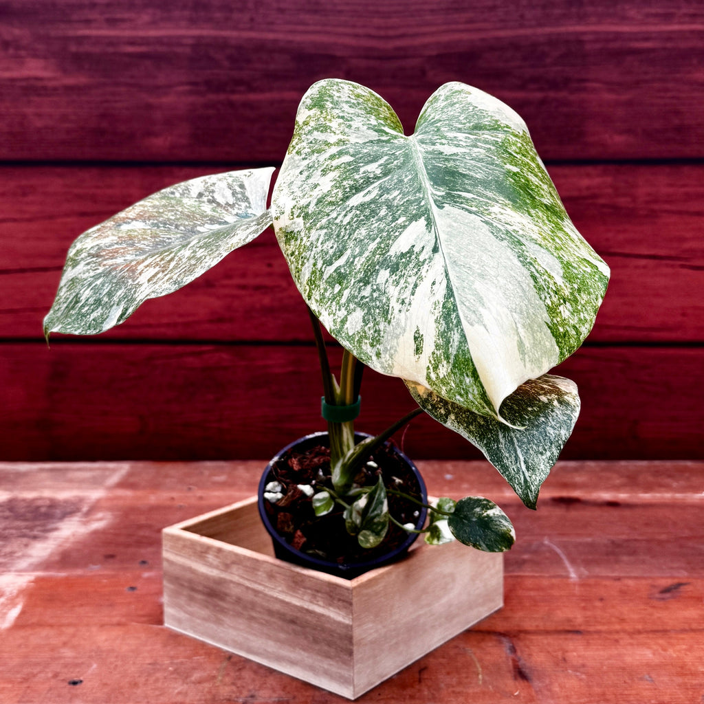 Monstera Deliciosa 'Legacy'