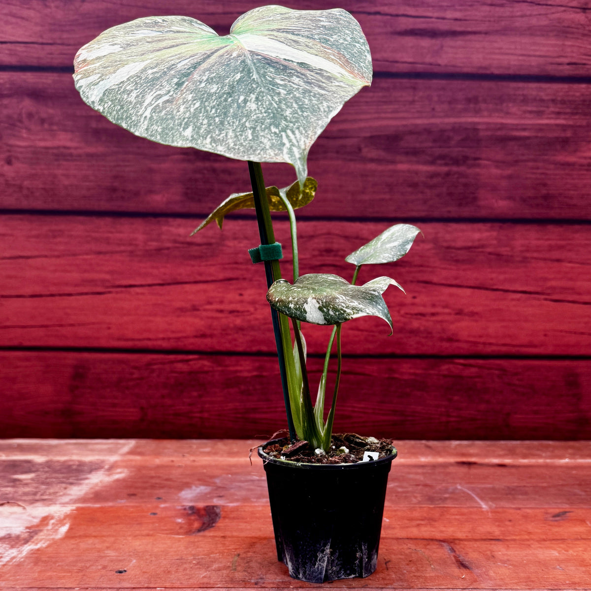 Monstera deliciosa 'Green Snow'