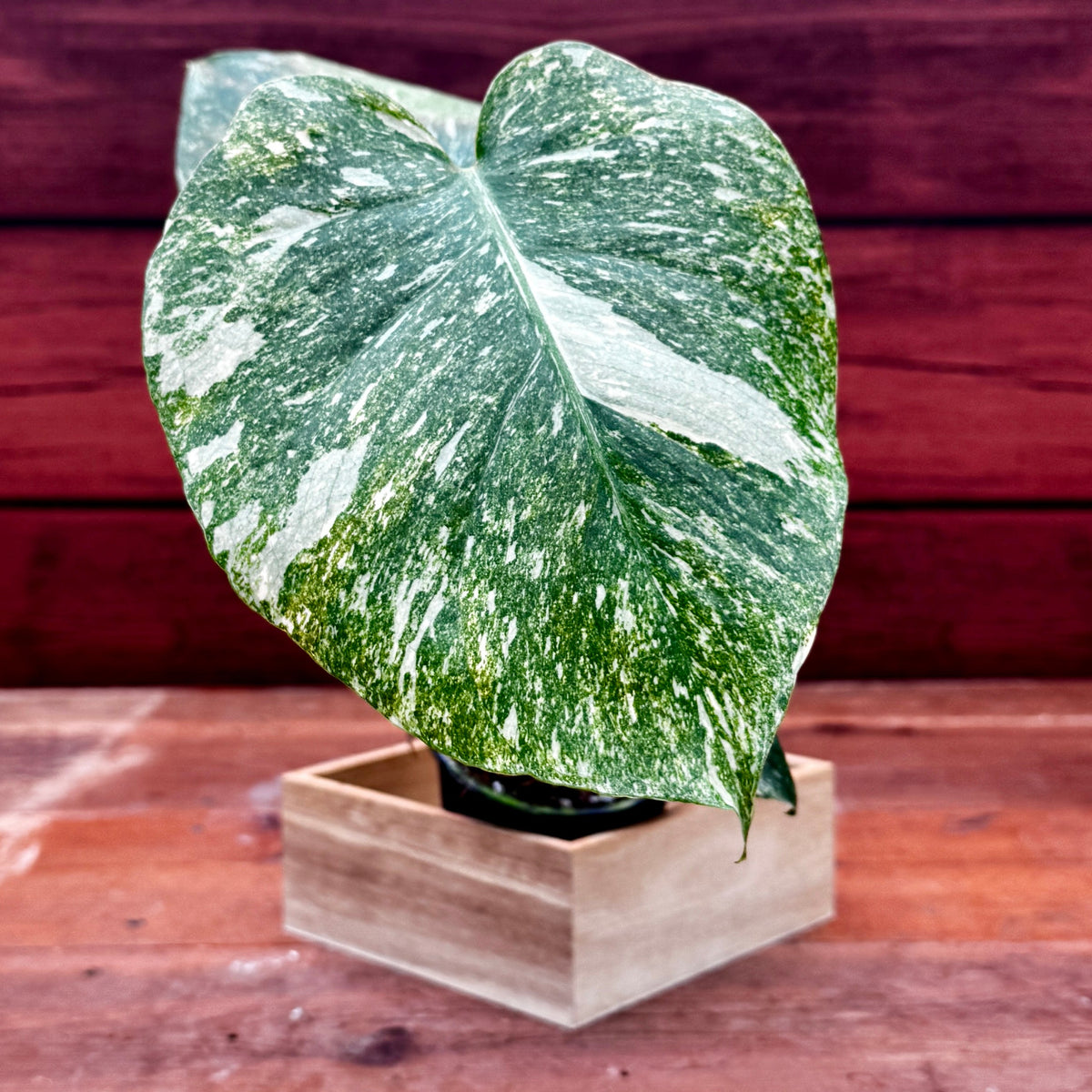 Monstera deliciosa 'Green Snow'