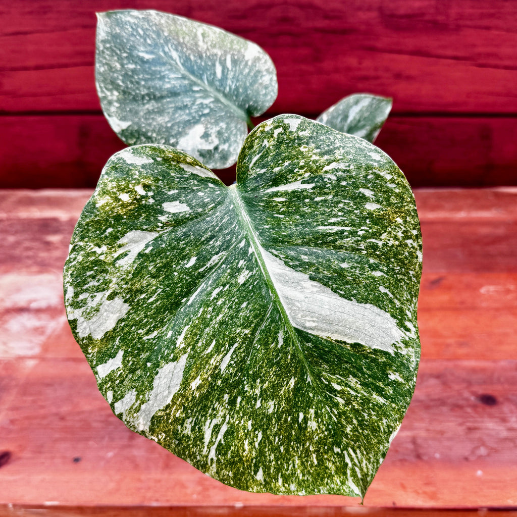 Monstera deliciosa 'Green Snow'