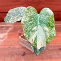 Monstera Deliciosa 'Legacy'