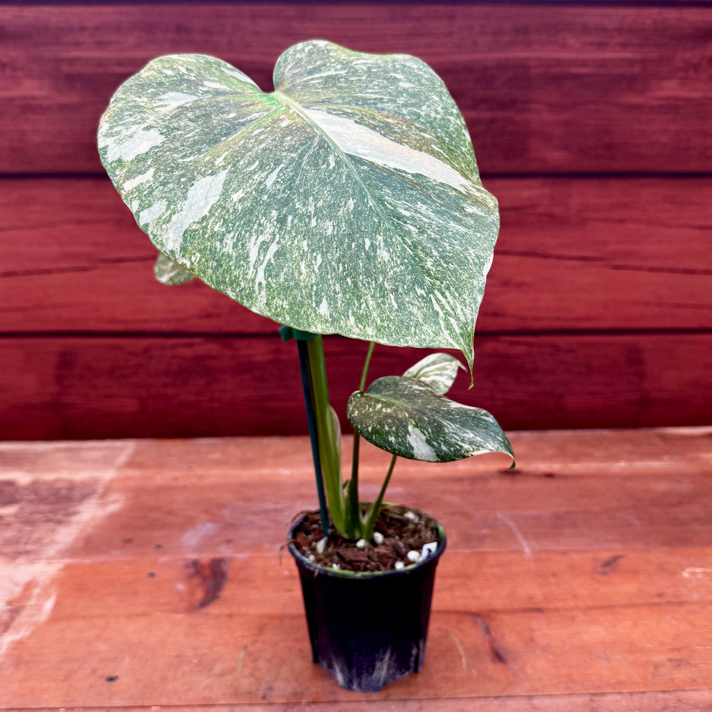 Monstera deliciosa 'Green Snow'