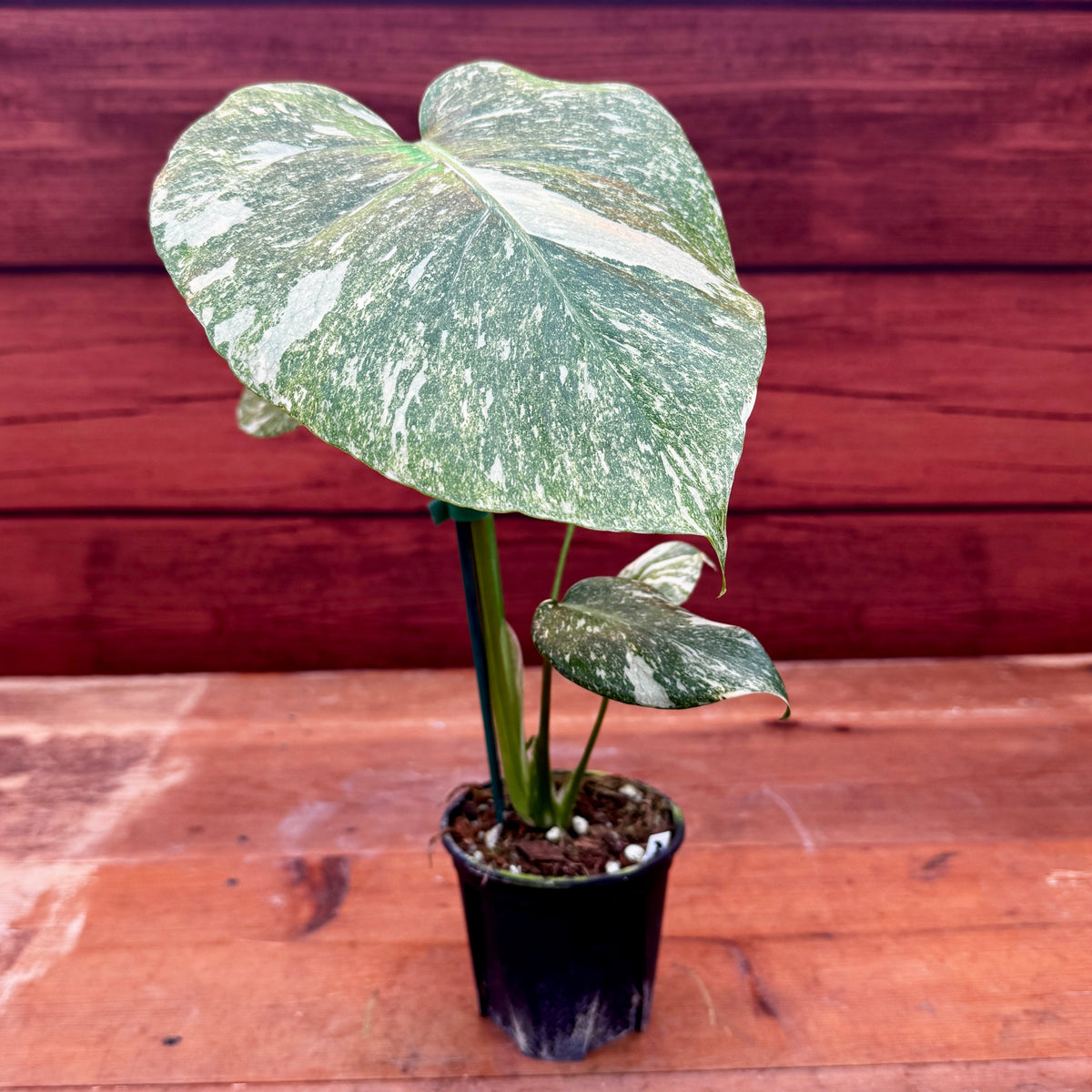 Monstera deliciosa 'Green Snow'