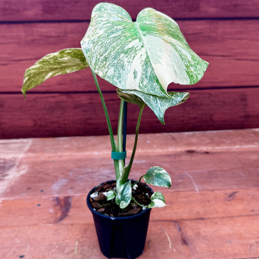 Monstera Deliciosa 'Legacy'