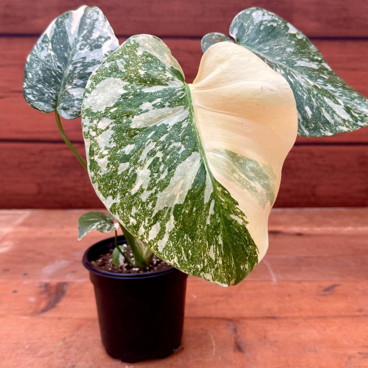 Monstera Deliciosa 'Crème Brûlée'