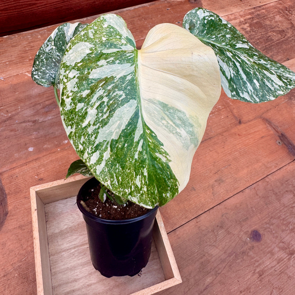 Monstera Deliciosa 'Crème Brûlée'