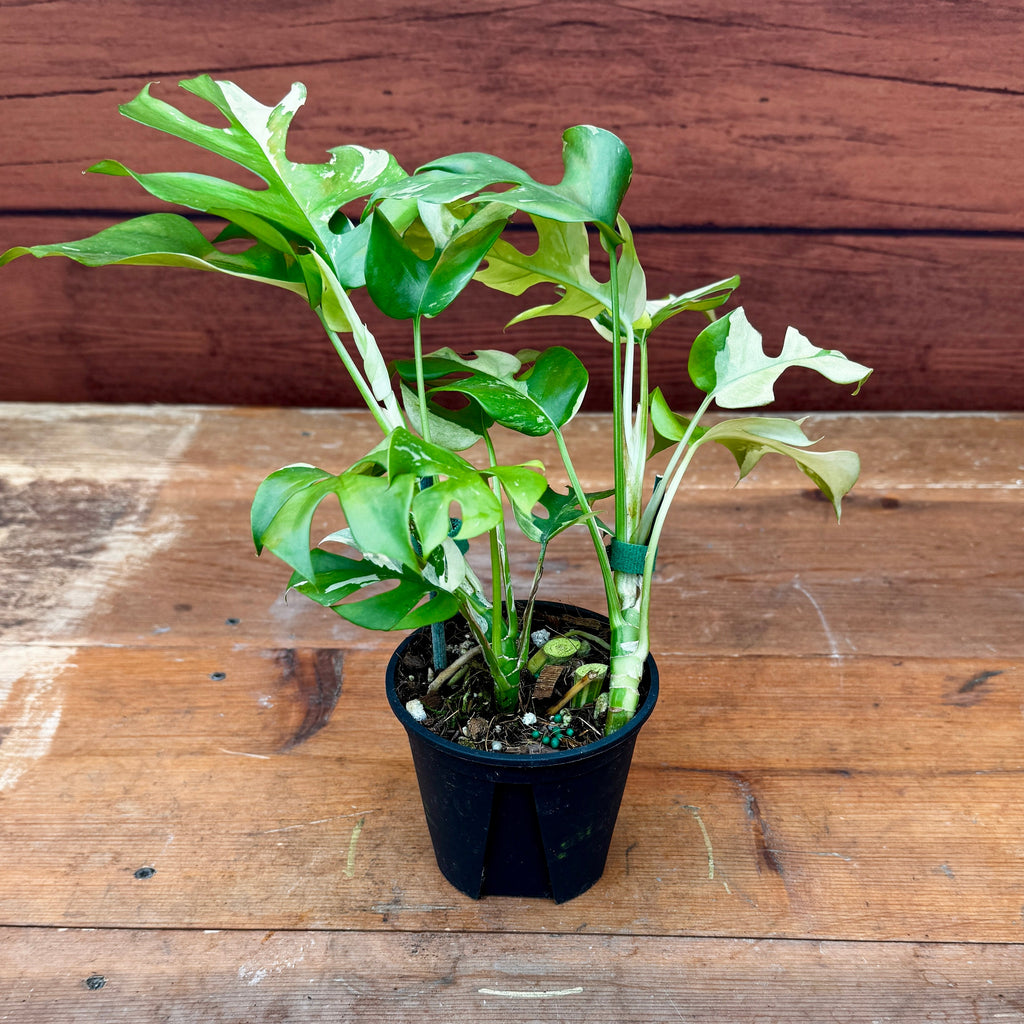 Variegated Mini Monstera | Rhaphidophora Tetrasperma Variegata