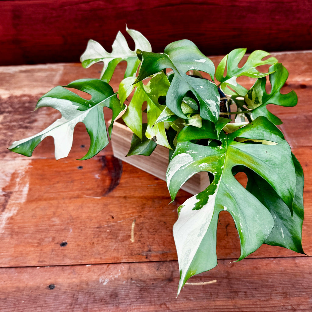 Variegated Mini Monstera | Rhaphidophora Tetrasperma Variegata