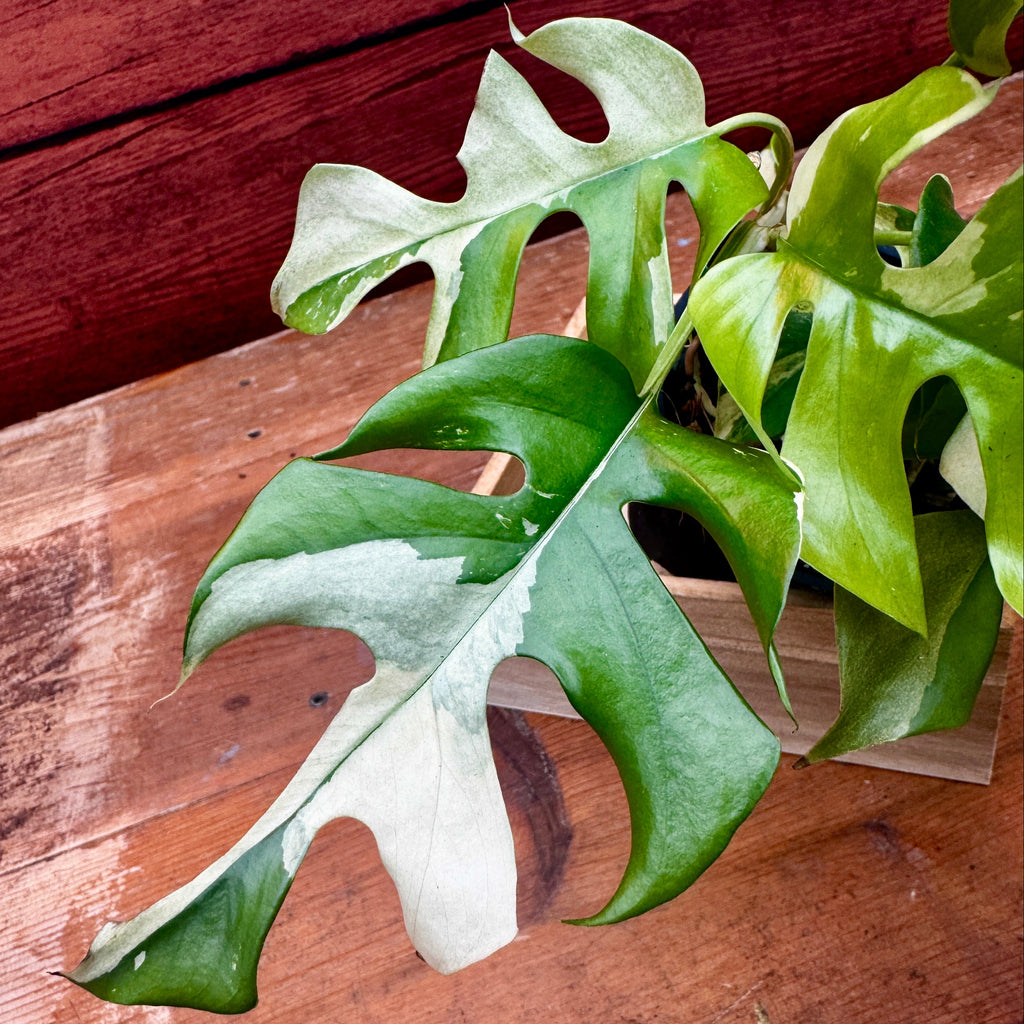 Variegated Mini Monstera | Rhaphidophora Tetrasperma Variegata