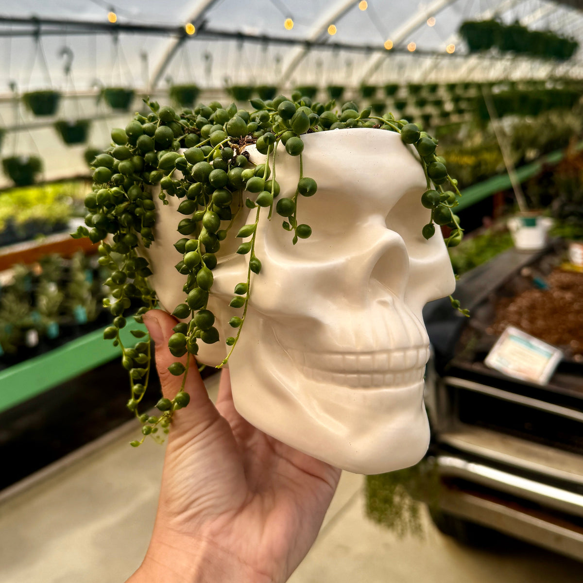 Skull Planter with String of Pearls | Senecio rowleyanus