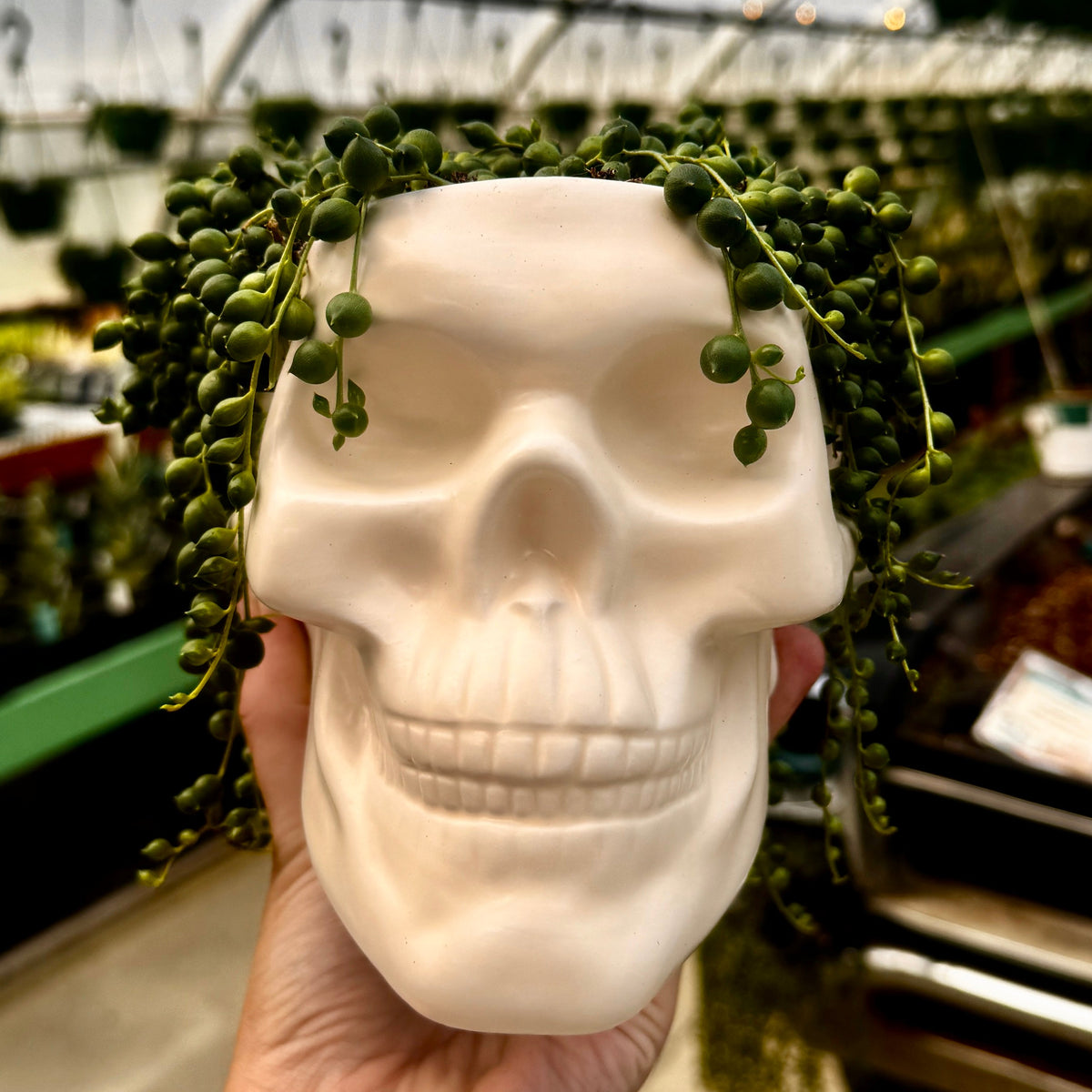 Skull Planter with String of Pearls | Senecio rowleyanus