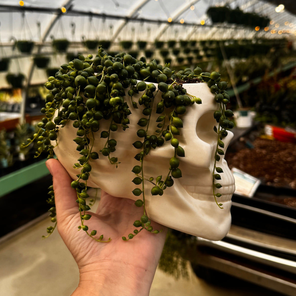 Skull Planter with String of Pearls | Senecio rowleyanus