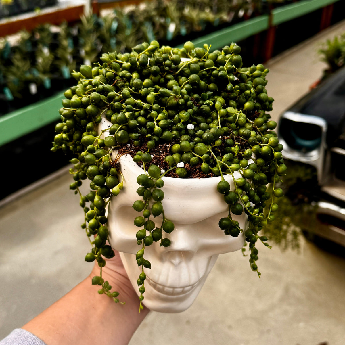 Skull Planter with String of Pearls | Senecio rowleyanus