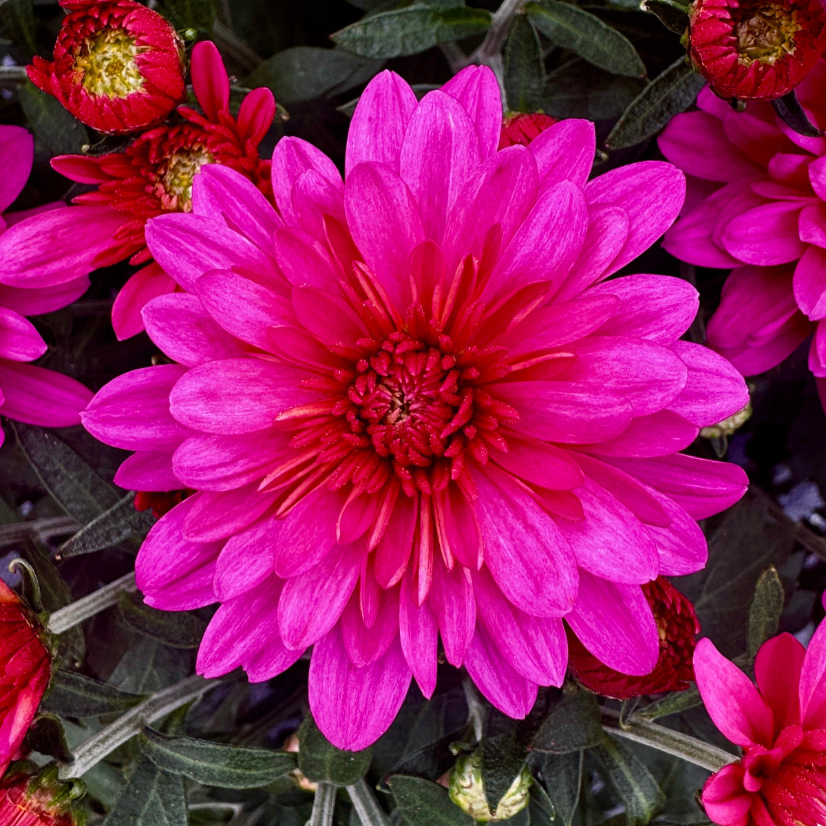 Belgian Fall Mum 'Pink Frenzy'