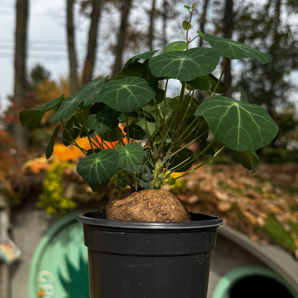 Stephania Erecta | Caudiciform Plant