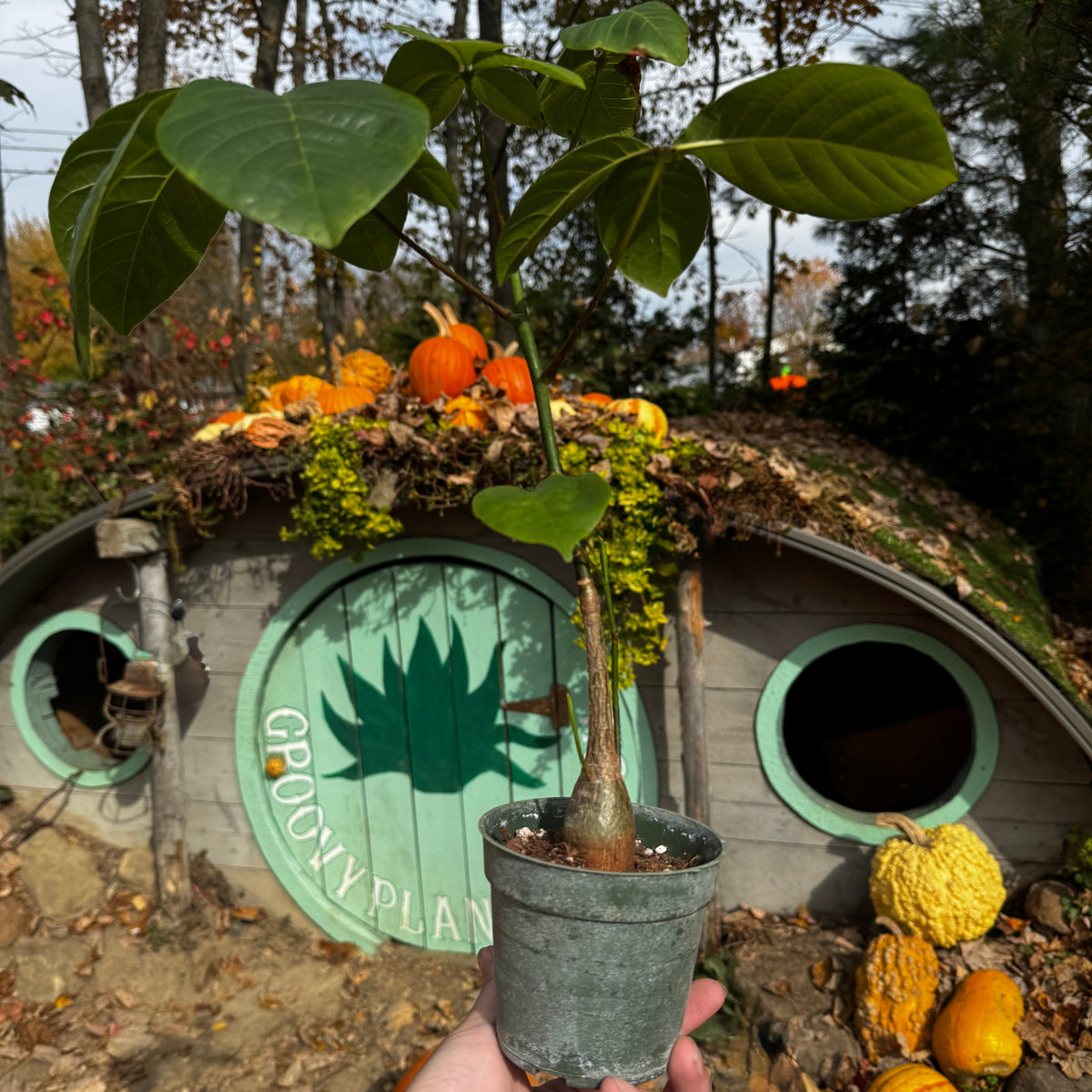 Pseudobombax ellipticum | Limited Release